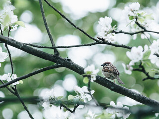 护士自称医学生对吗